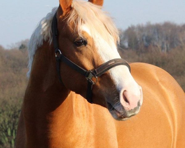 dressage horse Colour of Diamond (German Riding Pony, 2014, from Caspari Royale)