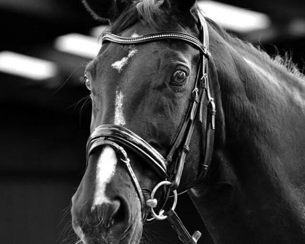 horse Chanel (Rhinelander, 1996, from Captain)