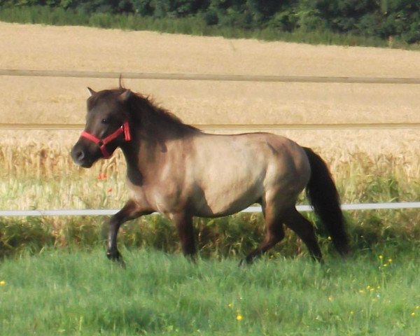 Zuchtstute Ulivia von der Mühlbachquelle (Shetland Pony, 2014, von Ambitie van de Zandkamp)