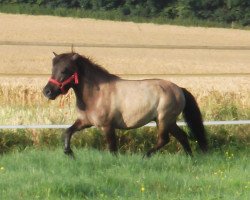 Zuchtstute Ulivia von der Mühlbachquelle (Shetland Pony, 2014, von Ambitie van de Zandkamp)