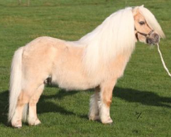 stallion Shandy van Bromishet (Shetland pony (under 87 cm), 2002, from Leandro van Stal Brammelo)