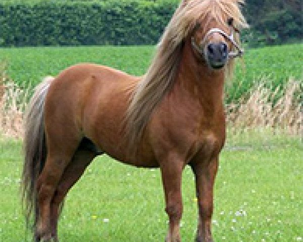stallion Goldwin van Wegdam (Shetland pony (under 87 cm), 1992, from Vorden Buddleia)