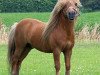 stallion Goldwin van Wegdam (Shetland pony (under 87 cm), 1992, from Vorden Buddleia)