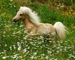 Deckhengst Rossfuhren's Kingsman (Shetland Pony, 2016, von Winnetoy v.d. Gemarisahof)