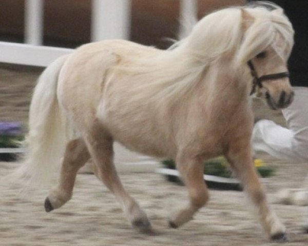 stallion Higlight v.d. Lingewaard (Shetland pony (under 87 cm), 2014, from Shandy van Bromishet)