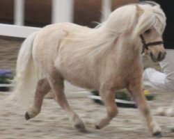 stallion Higlight v.d. Lingewaard (Shetland pony (under 87 cm), 2014, from Shandy van Bromishet)