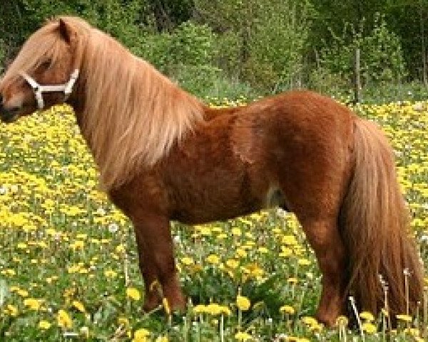 stallion Jewel v.d. Klef (Shetland pony (under 87 cm), 1994, from Allright van Spuitjesdom)