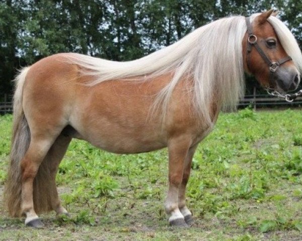 broodmare Odessa v. U-Nuova (Shetland Pony, 1999, from Jewel v.d. Klef)