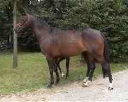 broodmare Herzdame (Hanoverian, 2000, from Heraldik xx)