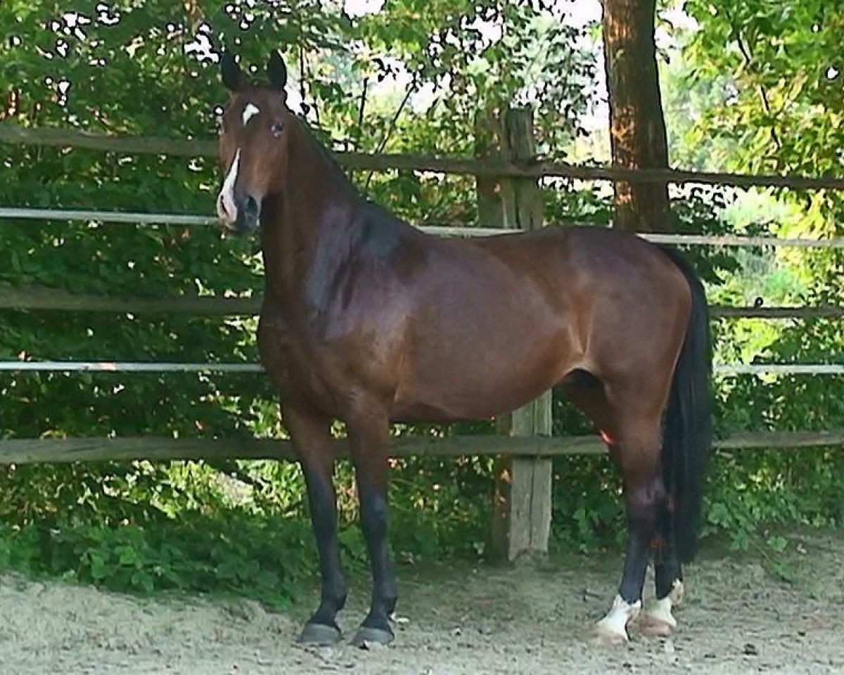 Zuchtstute Celia (Hannoveraner, 1995, von Contender)