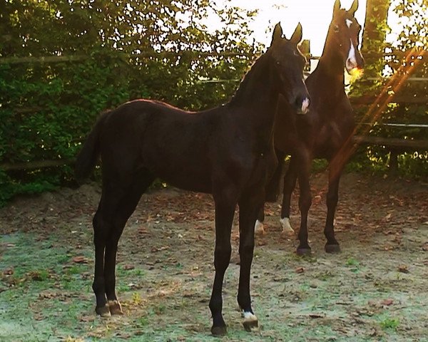 Pferd Master Grey (Hannoveraner, 2009, von Clinton I)