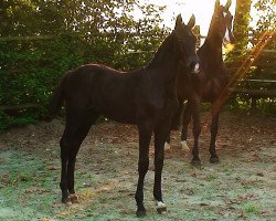 horse Master Grey (Hanoverian, 2009, from Clinton I)