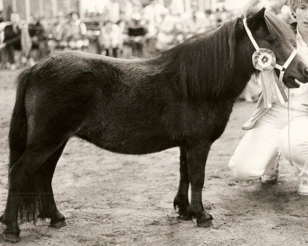 broodmare Sellie v.d. Koppelsteeg (Shetland pony (under 87 cm), 1981, from Cola of little H.)