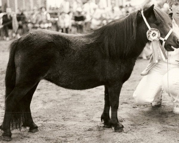 Zuchtstute Sellie v.d. Koppelsteeg (Shetland Pony (unter 87 cm), 1981, von Cola of little H.)