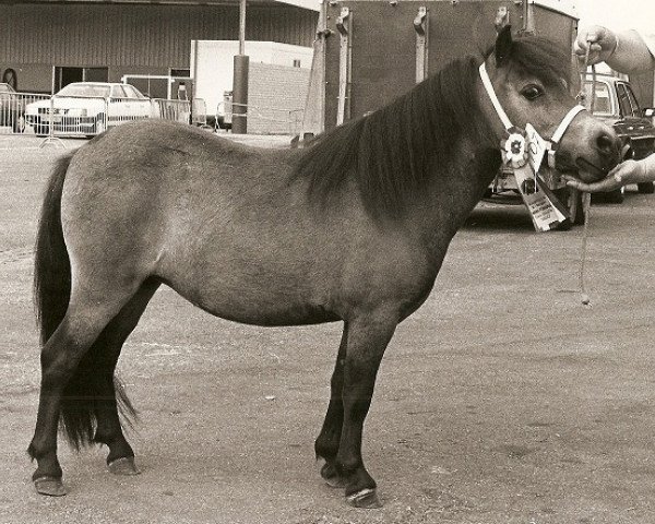 broodmare Charel v.d. Gemarisahof (Shetland pony (under 87 cm), 1988, from Fairy Goldsmith)