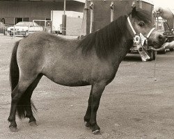 Zuchtstute Charel v.d. Gemarisahof (Shetland Pony (unter 87 cm), 1988, von Fairy Goldsmith)