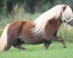 Deckhengst Winnetoy v.d. Gemarisahof (Shetland Pony, 2005, von Pacific van Bromishet)