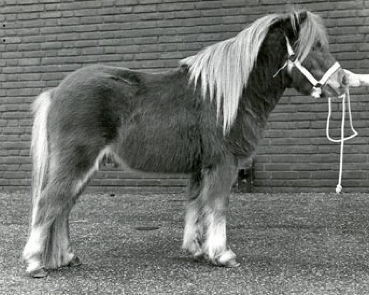 Deckhengst Ulver L.H. (Shetland Pony, 1983, von Kismet van Bunswaard)