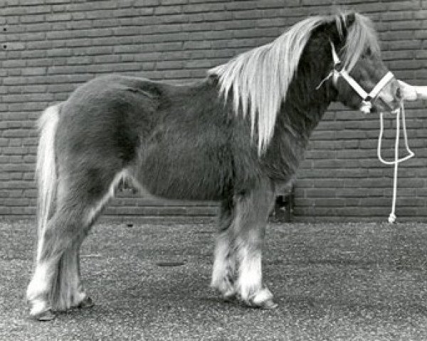 stallion Ulver L.H. (Shetland Pony, 1983, from Kismet van Bunswaard)