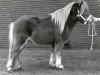 Deckhengst Ulver L.H. (Shetland Pony, 1983, von Kismet van Bunswaard)