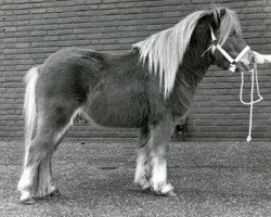 stallion Ulver L.H. (Shetland Pony, 1983, from Kismet van Bunswaard)