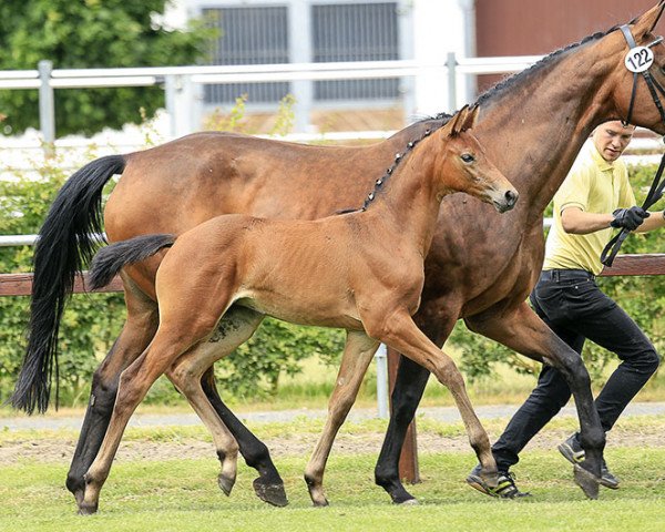 dressage horse Milli A (Hanoverian, 2017, from E.H. Millennium)