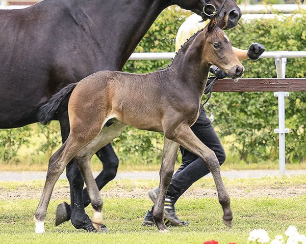 stallion Stanfour (Hanoverian, 2017, from Sir Donnerhall I)