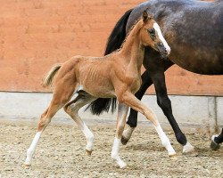 dressage horse Bea 88 (Hanoverian, 2017, from Callaho's Benicio)