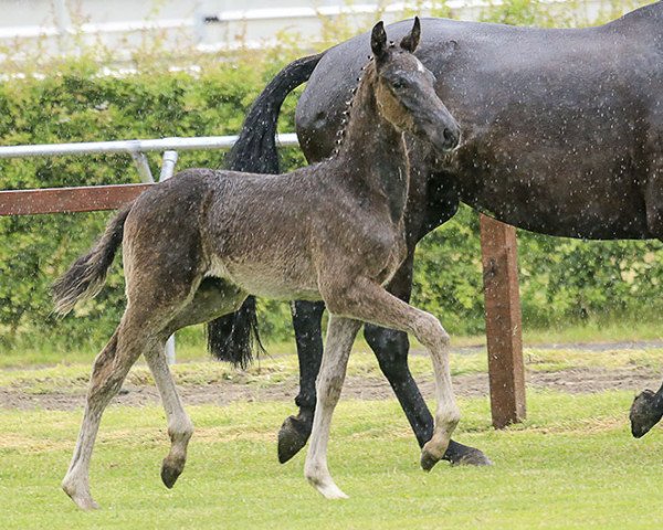 dressage horse Backstreet Boy (Hanoverian, 2017, from Bretton Woods)