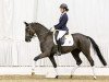 dressage horse Betty Boob (Hanoverian, 2013, from Bretton Woods)