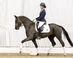 dressage horse Betty Boob (Hanoverian, 2013, from Bretton Woods)