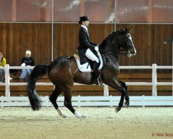 dressage horse Debut Dallas (Danish Warmblood, 1999, from Don Schufro)