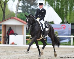 dressage horse Catal (KWPN (Royal Dutch Sporthorse), 2007, from Namelus R)