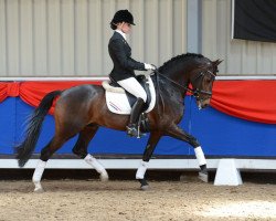 stallion Orchard Red Prince (Nederlands Welsh Ridepony, 2002, from Aester El Nino)