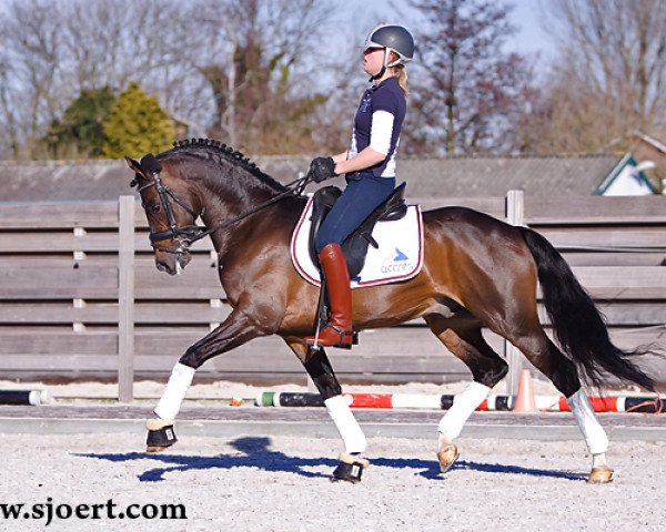 stallion Orchard Boginov (Nederlands Welsh Ridepony, 2000, from Verona's Bo-Gi)