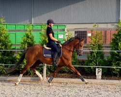 stallion Quality 38 (German Riding Pony, 2012, from Quaterback's Junior)