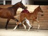 Springpferd Coupe Charmeur (Deutsches Sportpferd, 2017, von Coupe Gold)