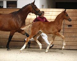 Springpferd Coupe Charmeur (Deutsches Sportpferd, 2017, von Coupe Gold)