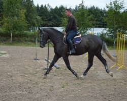 Pferd Hutor (Polnisches Warmblut, 2014)