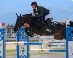 Springpferd Tuilleadh Uisce Beatha (Irish Sport Horse, 2011, von Ustinov)