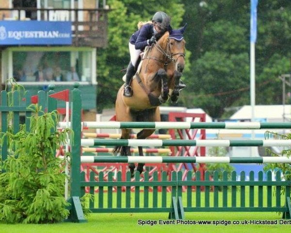 jumper Nonstop III (Irish Sport Horse, 2006, from Clover Echo)
