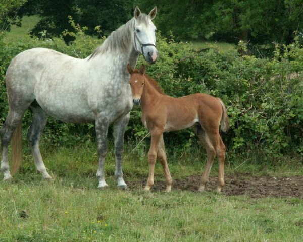 jumper Condor Z (Zangersheide riding horse, 2008, from Cobra)