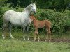 Springpferd Condor Z (Zangersheide Reitpferd, 2008, von Cobra)