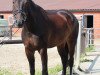 dressage horse Paddington 89 (Hanoverian, 2004, from Provider)