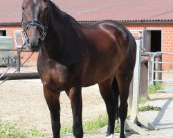 dressage horse Paddington 89 (Hanoverian, 2004, from Provider)