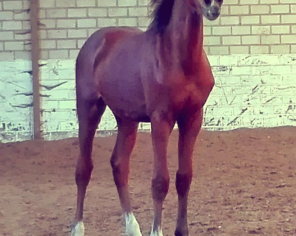 dressage horse Bellevue (German Riding Pony, 2016, from Best Boy)