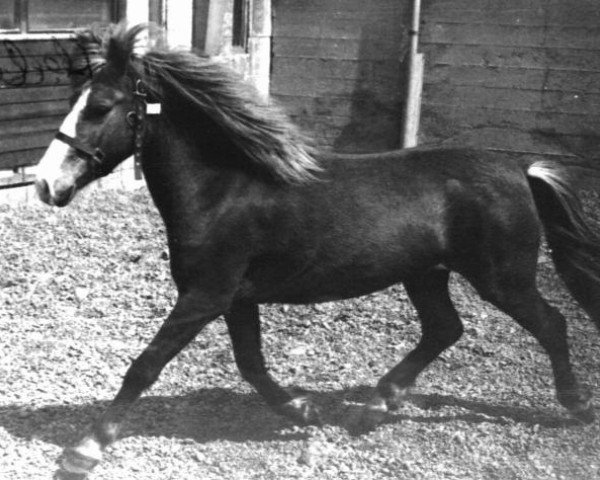 broodmare Venus III frá Kirkjubae (Iceland Horse, 1976, from Þáttur frá Kirkjubæ)