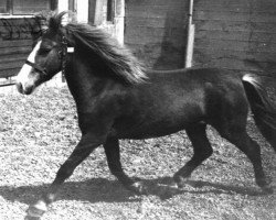 broodmare Venus III frá Kirkjubae (Iceland Horse, 1976, from Þáttur frá Kirkjubæ)