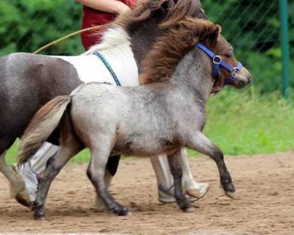 Springpferd Tobak von Repgow (Shetland Pony (unter 87 cm), 2016, von Thorax von Repgow)