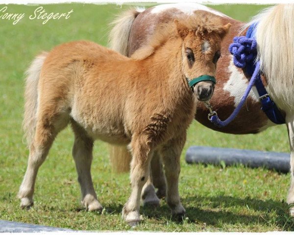 Zuchtstute Taiga von Repgow (Shetland Pony (unter 87 cm), 2017, von Thorax von Repgow)